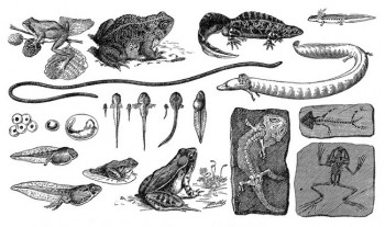 Picture of Amphibians Evolution