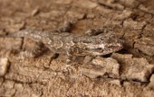 Camouflage Reptile Photo