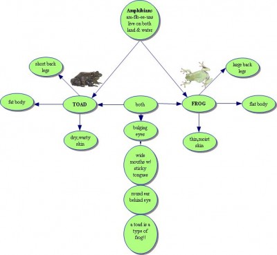 Characteristics of Amphibians Photo