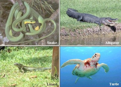 Characteristics of Reptiles Picture