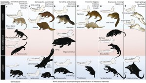 Evolution of Mammals Image