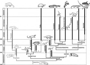 Evolution of Reptiles Image
