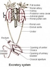 Excretory System Photo