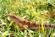 Grassland Habitat Picture