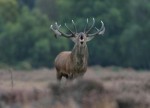 Mammal Land Habitat Photo