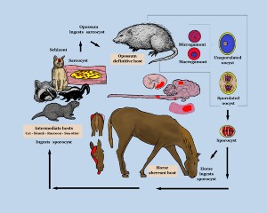 Mammal Life Cycle Image