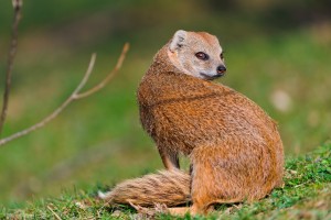 Picture of Mammal