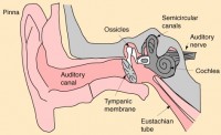 Mammal Three Bones in Middle Ear Picture