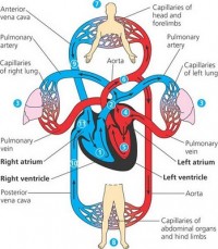 Mammals Circulatory System Picture