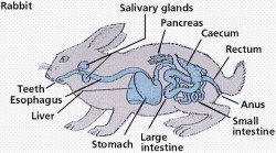 Mammals Digestive System Picture