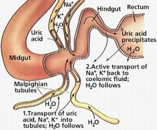 Mammals Excretory System Image