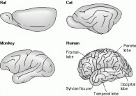 Mammals Neocortex Photo