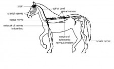 Mammals Nervous System Photo