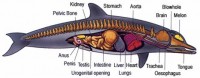 Mammals Respiratory System Image