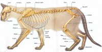 Mammals Skeletal System Picture