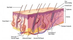 Mammals Skin Picture