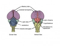 Image of Nervous System
