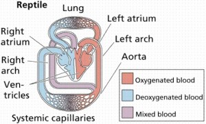 Reptile Circulatory System Image