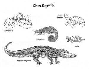 Reptile Classification Image