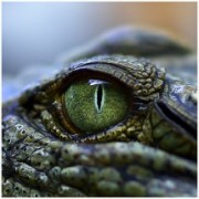 Reptile Eye Photo