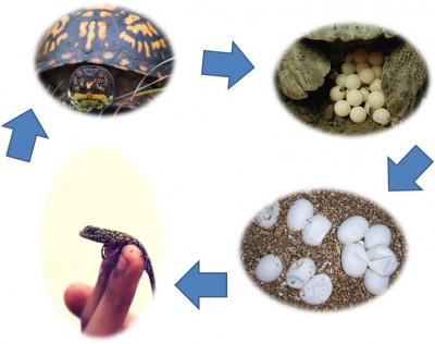 Reptile Life Cycle Image