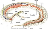 Reptile Circulatory System Image