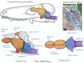 Reptiles Nervous System Picture