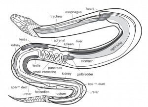 Reptiles Respiratory System Picture