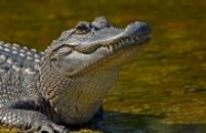 Wetland Habitat Photo