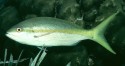 Brackish Water Fish Image