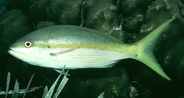 Fishes Facts Characteristics Anatomy And Pictures