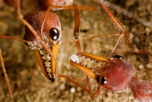 Bulldog Ant Picture