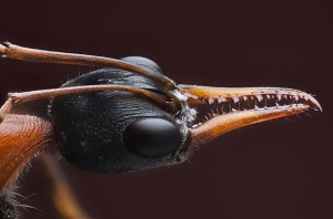 Bulldog Ant Head Image