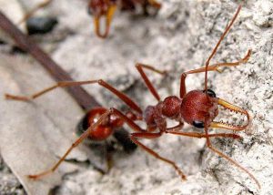 Images of Bulldog Ant