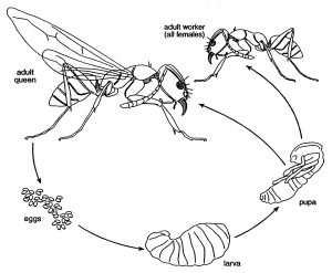 Bulldog Ant Life Cycle Photo