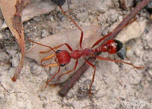 Photos of Bulldog Ant