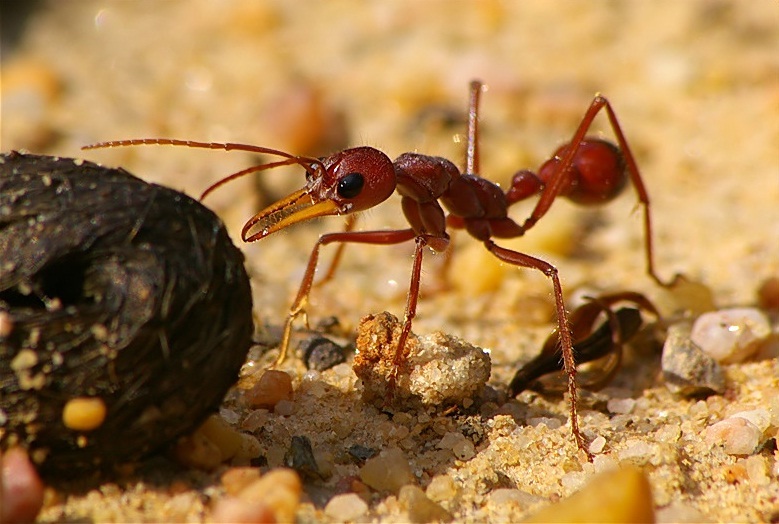 are bulldog ants the only australian ant species