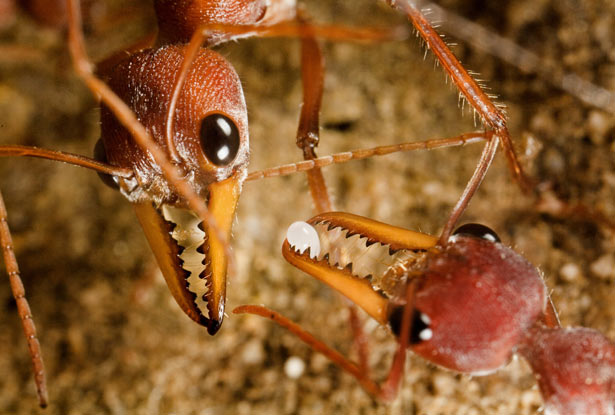 are bulldog ants the only australian ant species