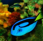 Coral Reef Fish Picture