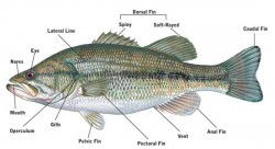 Fish Adaptations Picture