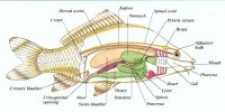 Fish Circulatory System Photo