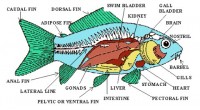 Fish Digestive System Picture