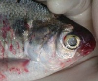 Fish Diseases and Immune System Picture