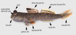 Fish Locomotion Adaptations Image