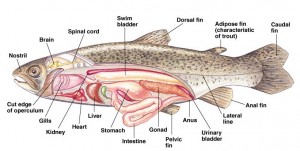 Fish Respiratory Adaptations Photo