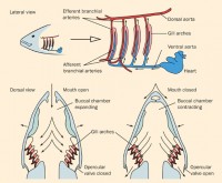 Fish Respiratory System Image