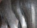 Fish Scales Image