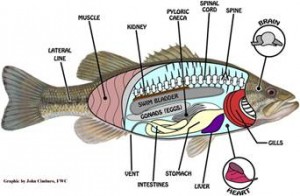 Fish Sensory Organs Picture