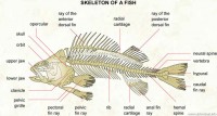 Fish Skeletal System Picture