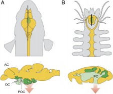 Forebrain Photo